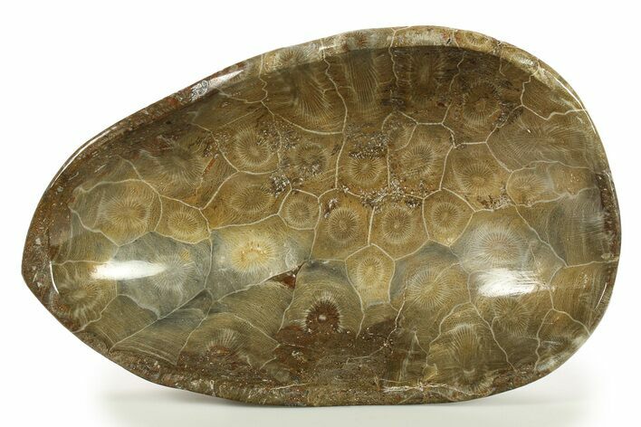 Polished Fossil Coral (Actinocyathus) Dish - Morocco #286808